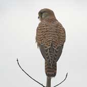 Female Kestrel, Lac du Der-Chantcoq, France, November 2002 - click for larger image