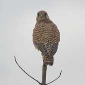 Female Kestrel, Lac du Der-Chantcoq, France, November 2002 - click for larger image