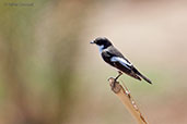 Male European Pied Flycatcher, Boumalne du Dades, Morocco, May 2014 - click for larger image
