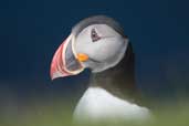 Puffin, Unst, Shetland, Scotland, May 2004 - click for larger image