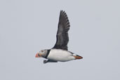 Puffin, North Rona, Scotland, May 2005 - click for larger image