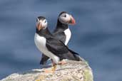 Puffin, North Rona, Scotland, May 2005 - click for larger image