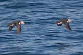 Puffin, North Rona, Scotland, May 2005 - click for larger image