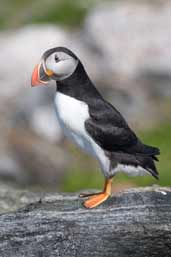 Puffin, Sula Sgeir, Scotland, May 2005 - click for larger image