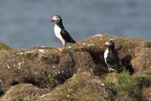 Puffin, Westray, Orkney, Scotland, May 2003 - click for larger image