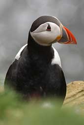 Puffin, Westray, Orkney, Scotland, May 2003 - click for larger image