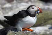 Puffin, Farne Islands, England, June 2003 - click for larger image