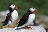 Puffin, Farne Islands, England, June 2003 - click for larger image