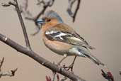 Male Chaffinch, Edinburgh, Scotland, March 2005 - click for larger image