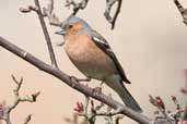 Male Chaffinch, Edinburgh, Scotland, March 2005 - click for larger image