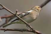 Female Chaffinch, Edinburgh, Scotland, April 2005 - click for larger image