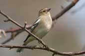 Female Chaffinch, Edinburgh, Scotland, April 2005 - click for larger image