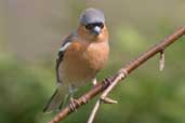 Male Chaffinch, Edinburgh, Scotland, April 2005 - click for larger image