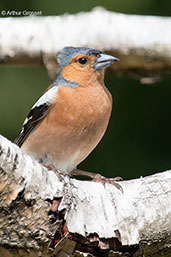 Chaffinch, Monks Eleigh, Suffolk, England, July 2015 - click for larger image