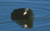 Coot, Tyninghame, Scotland, February 2001 - click for larger image
