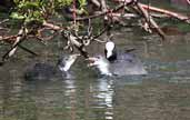 Coot, Blackford Pond, Edinburgh, Scotland, February 2001 - click for larger image