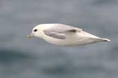 Fulmar, Yell, Shetland, Scotland, May 2004 - click for larger image