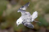 Fulmar, Handa Island, Scotland, May 2005 - click for larger image