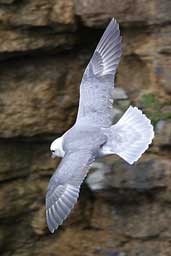 Fulmar, Westray, Orkney, Scotland, May 2003 - click for larger image