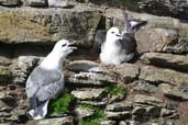 Fulmar, Westray, Orkney, Scotland, May 2003 - click for larger image