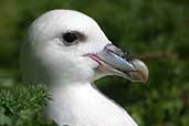 Fulmar, Westray, Orkney, Scotland, May 2003 - click for larger image