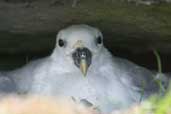Fulmar chick, St Kilda, Scotland, August 2003 - click for larger image