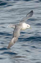 Fulmar, St Kilda, Scotland, August 2003 - click for larger image