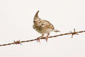 Crested Lark, Al Ain, Abu Dhabi, March 2010 - click for larger image