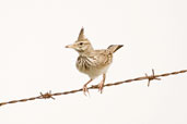 Crested Lark, Al Ain, Abu Dhabi, March 2010 - click for larger image