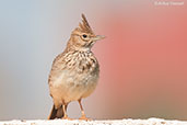 Crested Lark, Asni Valley, Morocco, April 2014 - click for larger image