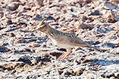 Crested Lark, Ouarzazate, Morocco, April 2014 - click for larger image