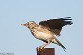 Crested Lark, Monfrague, Spain, March 2018 - click for larger image