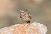 Crested Lark, Xerocampos, Crete, October 2002 - click for larger image