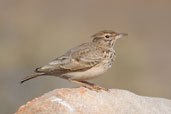 Crested Lark, Xerocampos, Crete, October 2002 - click for larger image