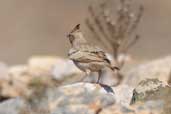 Crested Lark, Kato Zacro, Crete, October 2002 - click for larger image