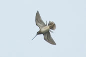 Snipe, Yell, Shetland, Scotland, May 2004 - click for larger image