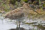 Snipe, Yell, Shetland, Scotland, May 2004 - click for larger image