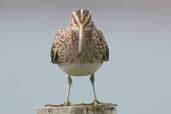 Snipe, Yell, Shetland, Scotland, May 2004 - click for larger image