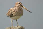 Snipe, Yell, Shetland, Scotland, May 2004 - click for larger image