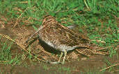 Snipe, Musselburgh, Scotland, October 2001 - click for larger image