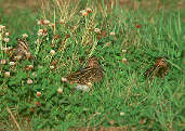 Snipe, Musselburgh, Scotland, October 2001 - click for larger image