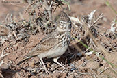 Thekla Lark, Boumalne du Dades, Morocco, April 2014 - click for larger image