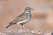 Thekla Lark, Boumalne du Dades, Morocco, April 2014 - click for larger image