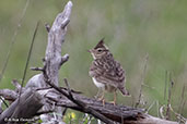 Thekla Lark, Coto Donana, Spain, March 2018 - click for larger image