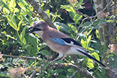 Eurasian Jay, Monks Eleigh, Suffolk, England, May 2020 - click for larger image