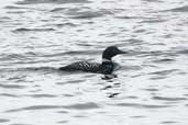 Great Northern Diver in summer plumage, Orkney, Scotland, May 2003 - click for larger image
