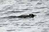 Great Northern Diver snorkelling, Orkney, Scotland, May 2003 - click for larger image