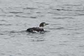 Great Northern Diver moulting into summer plumage, Orkney, Scotland, May 2003 - click for larger image