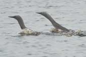 Red-throated Diver in breeding plumage, Northmavine, Mainland, Shetland, Scotland, June 2004 - click for larger image