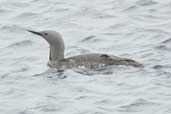 Red-throated Diver in breeding plumage, Northmavine, Mainland, Shetland, Scotland, June 2004 - click for larger image